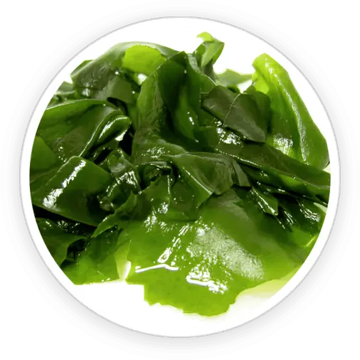 Wakame Extract